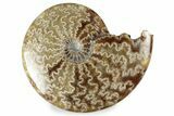Polished Ammonite (Cleoniceras) Fossil - Madagascar #358461-1